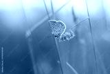 preview cold