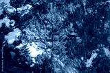 preview cold