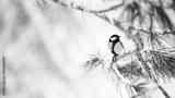 preview bw
