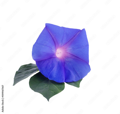 image to crop