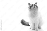 preview bw