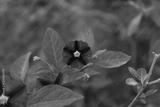preview bw