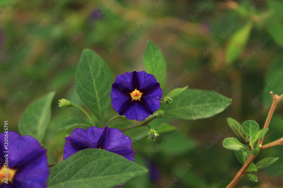 image to crop