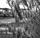 preview bw