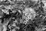 preview bw
