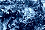 preview cold