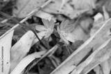 preview bw