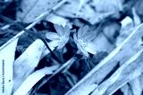 preview cold