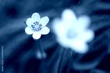 preview cold