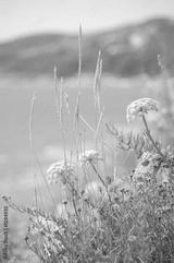 preview bw