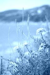 preview cold