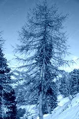 preview cold