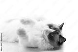 preview bw