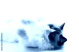 preview cold