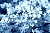 preview cold