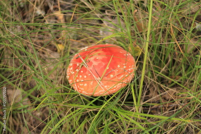 image to crop