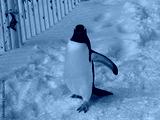 preview cold