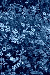 preview cold