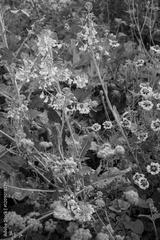 preview bw