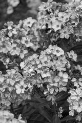 preview bw