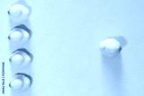 preview cold