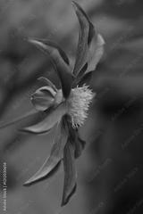 preview bw