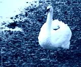preview cold