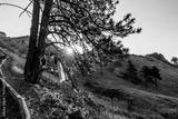 preview bw