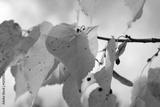 preview bw
