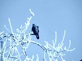 preview cold