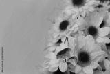 preview bw