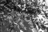 preview bw