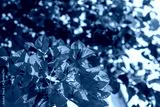 preview cold