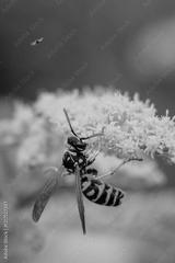 preview bw