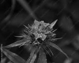 preview bw