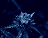 preview cold