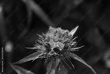 preview bw