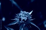 preview cold