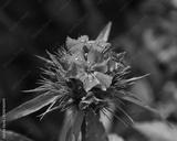 preview bw