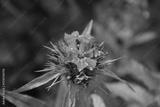 preview bw