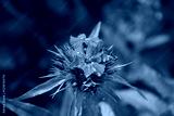 preview cold