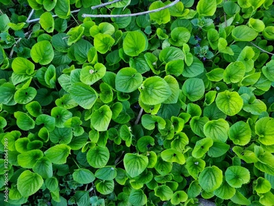 image to crop