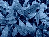 preview cold