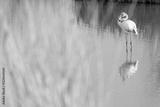preview bw