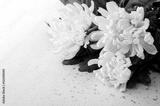 preview bw