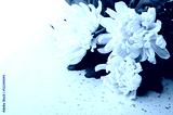 preview cold