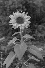 preview bw