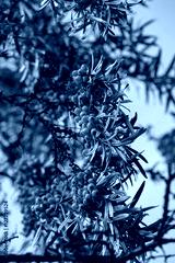 preview cold