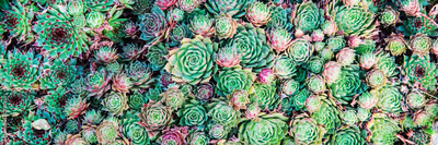 image to crop