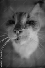 preview bw